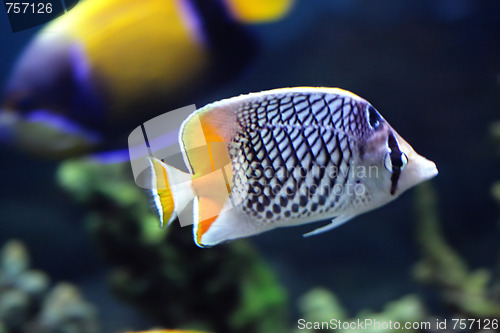 Image of Chaetodon xanthurus fish closeup