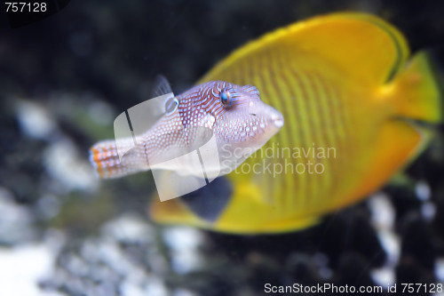 Image of Canthigaster margaritata