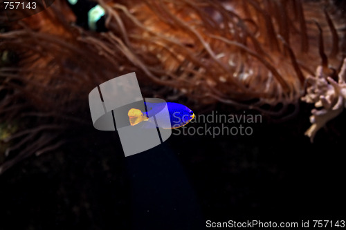 Image of Blue fish with orange tail