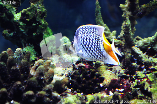 Image of Chaetodon xanthurus fish in aquarium