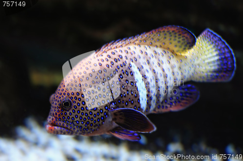 Image of Spotty fish closeup