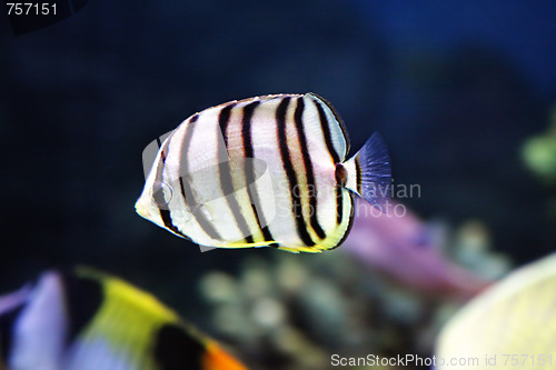 Image of Little striped fish