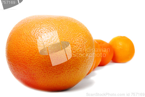 Image of Row of citrus fruits