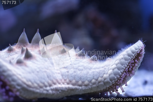 Image of Starfish closeup