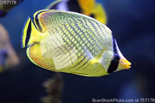 Image of Chaetodon rafflesi closeup