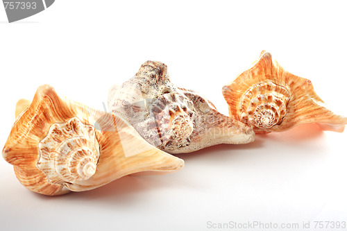 Image of Three seashell in row