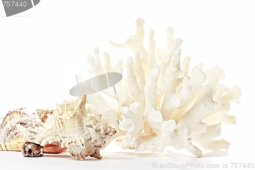 Image of Coral and seashells