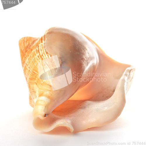 Image of Seashell closeup