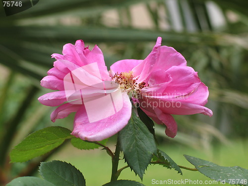 Image of pink rose