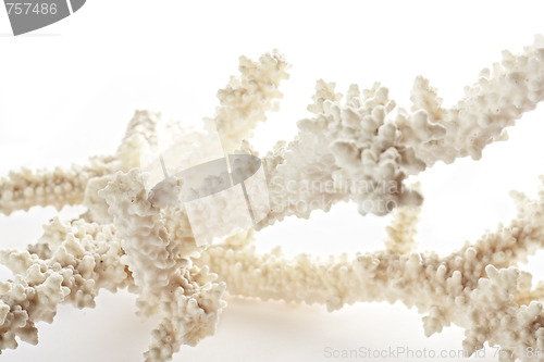 Image of Coral closeup