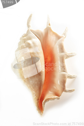 Image of Seashell closeup with shadow