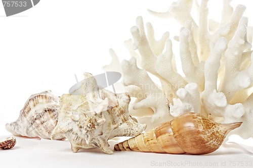 Image of Coral and seashells set