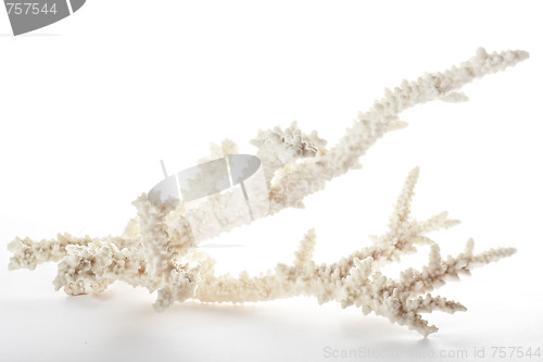 Image of Branch of coral
