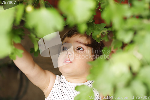 Image of Girl gathering fruits