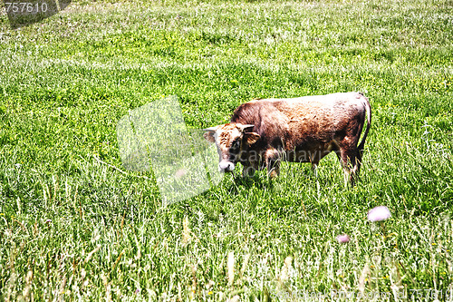 Image of Bull