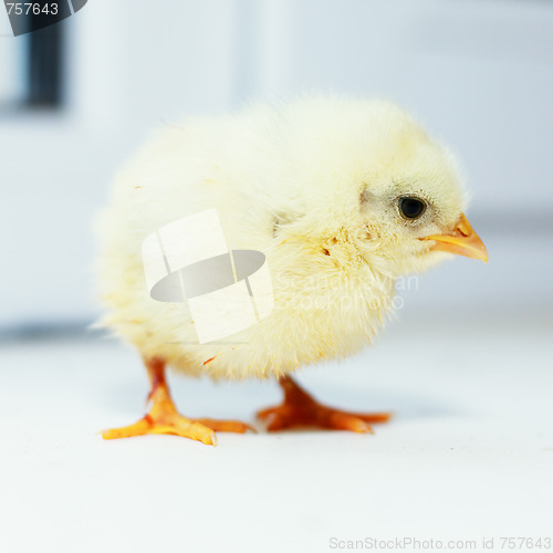 Image of Ordinary chick