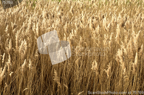 Image of Field of brown grass