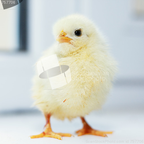 Image of Chick standing on window sill