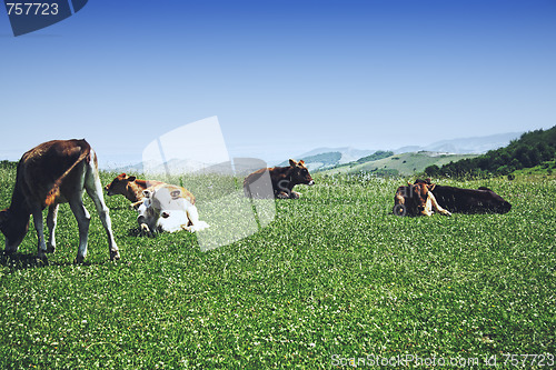 Image of Cattle in mountains