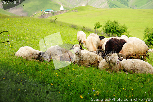 Image of Sheeps