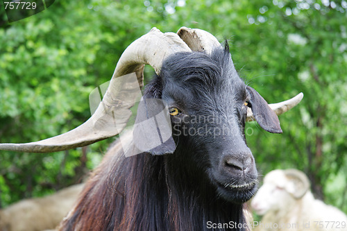 Image of Black goat