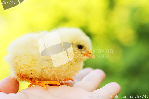 Image of Funny chick on hand