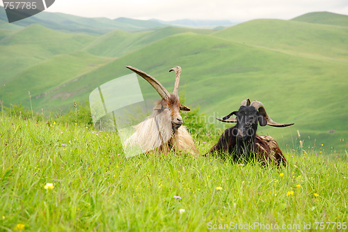 Image of Two goats