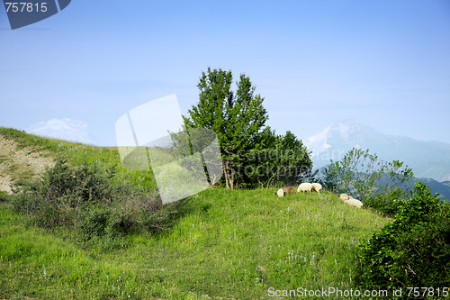 Image of Sheep flock