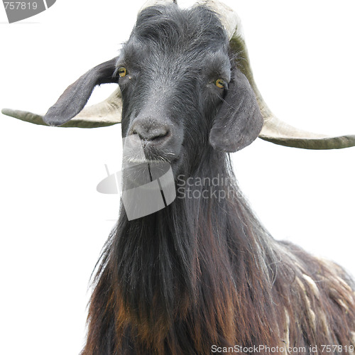 Image of Goat over white