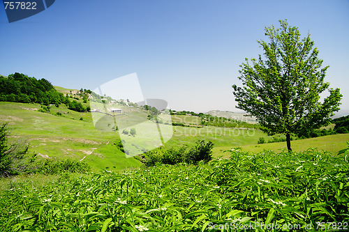 Image of Tree on hill