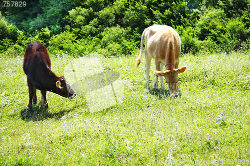 Image of Cattle at pasture