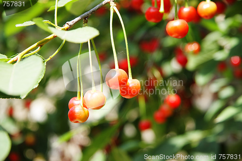 Image of Cherry