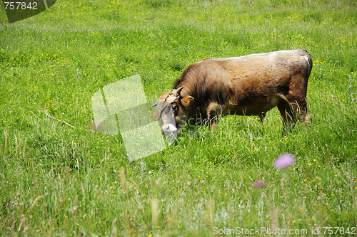 Image of Fastened bull