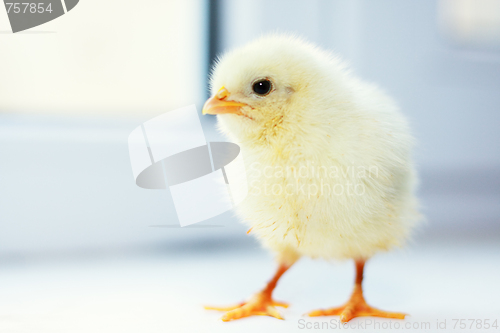 Image of Chick walks at window