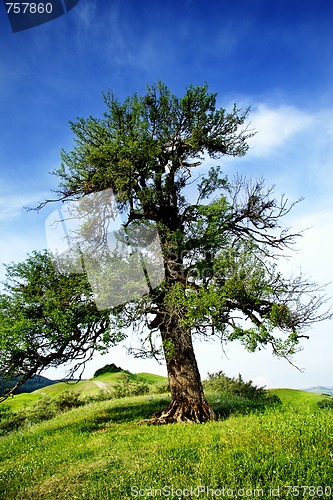 Image of Old savage pear tree