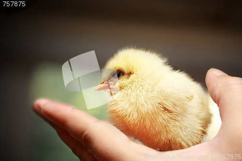 Image of Chick on hand