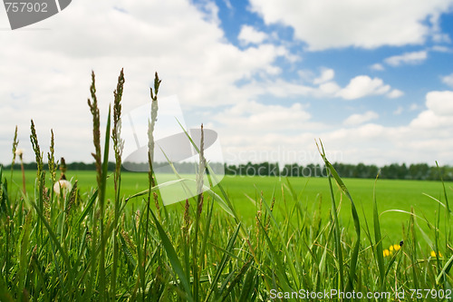 Image of meadow