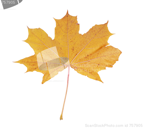 Image of maple leaf