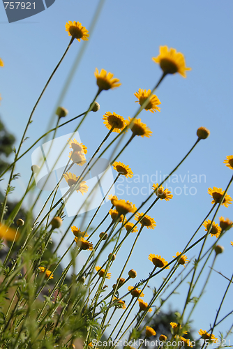 Image of Yellow flowers