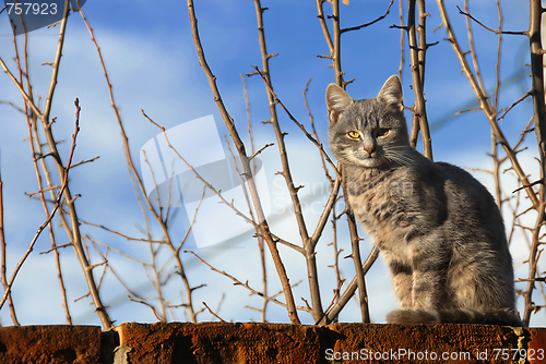 Image of Cat sitting on wall