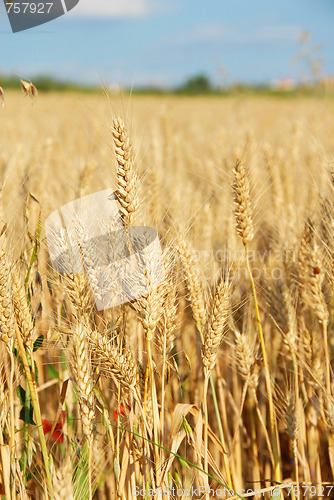 Image of Wheat field