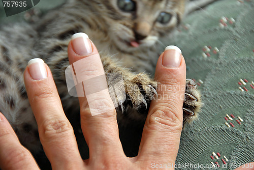 Image of Claws and fingers