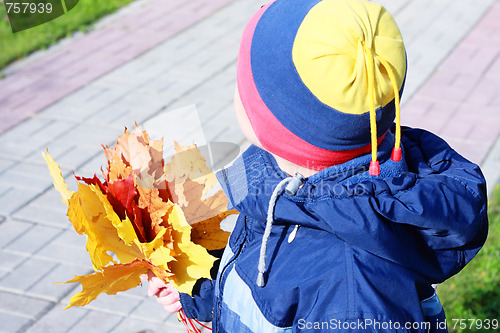 Image of Bunch of maple leaves