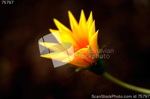 Image of yellow flower