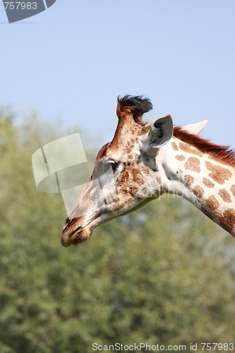 Image of Giraffe head