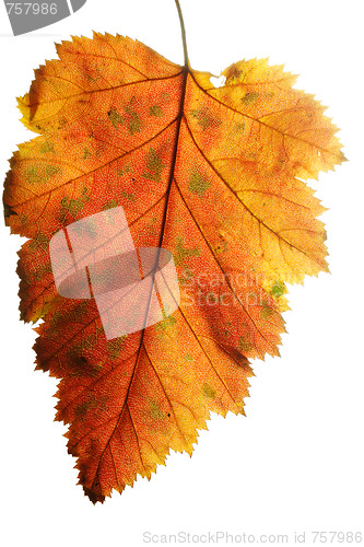 Image of Orange leaf