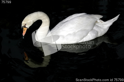 Image of swan in the water