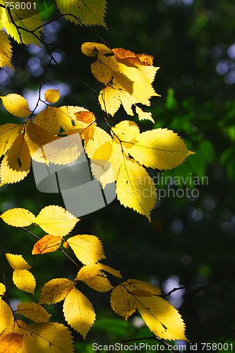 Image of Yellow leaves in sunlight