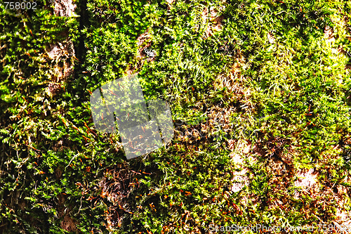 Image of Moss