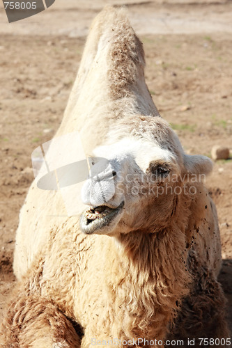 Image of Roaring camel